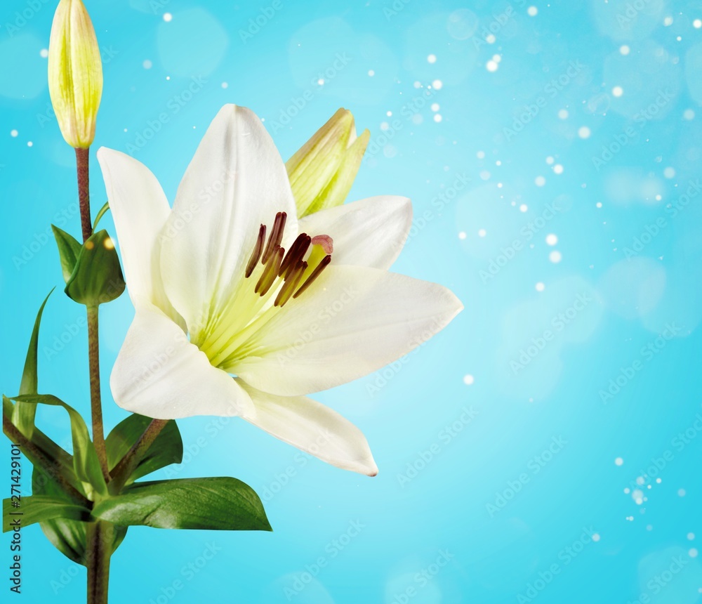 Beautiful white lily on  background
