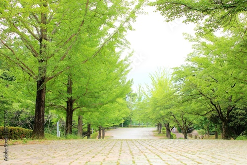 新緑のイチョウ並木