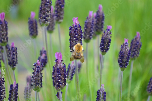 Lavendel mit Hummel