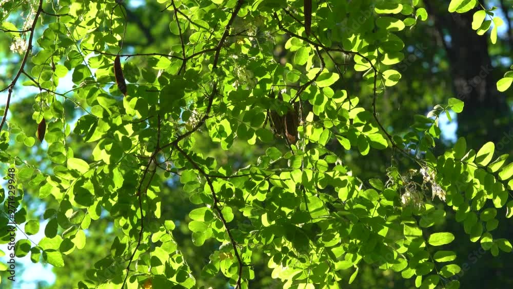 Closeup view of branches of acacia tree growing outdoors. Green fresh spring or summer foliage and dry brown seeds hanging isolated at sunny blue sky background. Real time 4k video footage. Closeup view of branches of acacia tree growing outdoors. Green fresh spring or summer foliage and dry brown seeds hanging isolated at sunny blue sky background. Real time 4k video footage.