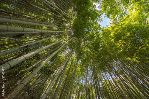  竹林