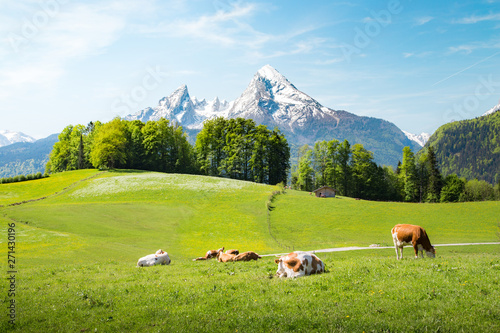 Idyllic summer landscape in the Alps with cows grazing on meadows