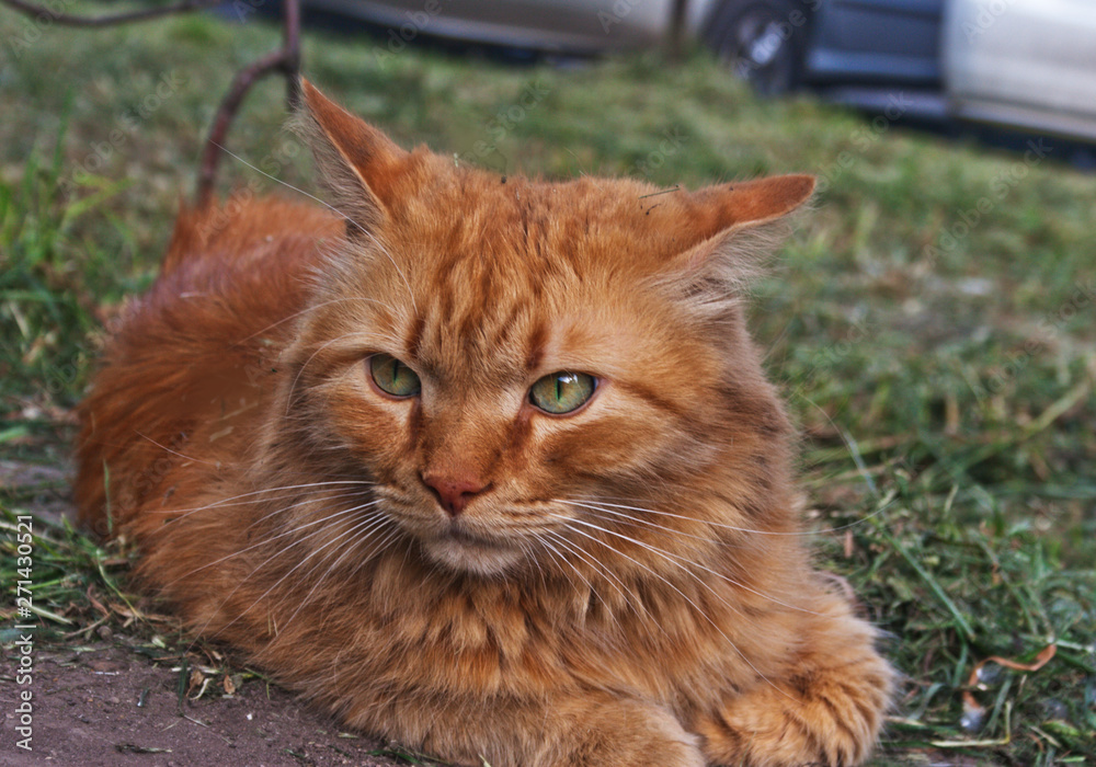 The cat is resting on the grass. Candid.