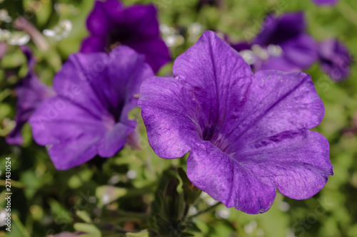 Purple petunia flowers blooming against a green leaf background