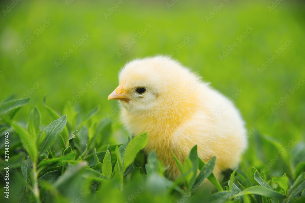 Photo of cute small yellow baby chicken standing on green grass in garden Photo of cute small yellow baby chicken standing on green grass in garden
