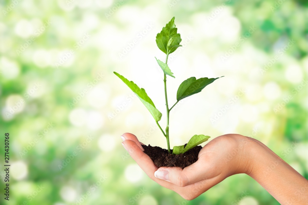Green Growing Plant in Human Hand on beautiful natural background Green Growing Plant in Human Hand on beautiful natural background