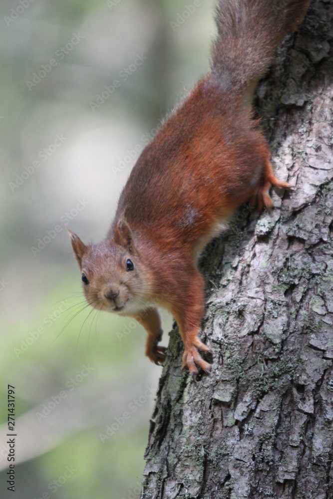 A squirell in a tree A squirell in a tree
