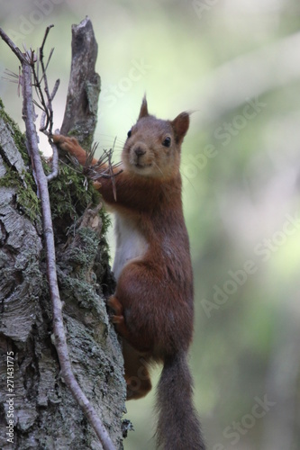 A squirell in a tree © Jenny
