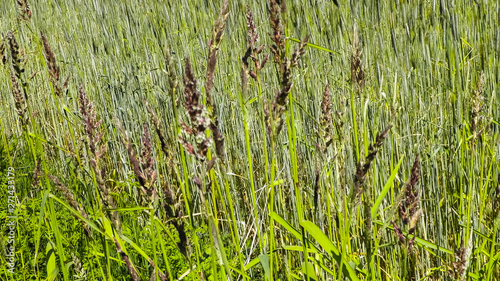 Close up of Poaceae ( Meadow grass ) . Close up of Poaceae ( Meadow grass ) .