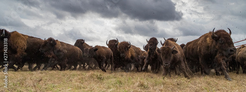 bison