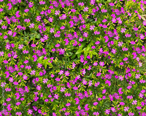 Small purple color flowers and leaves,Floral pattern .