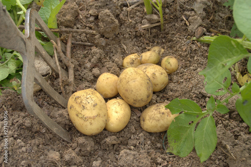pomme de terre nouvelle ,culture et récolte dans le potager bio
