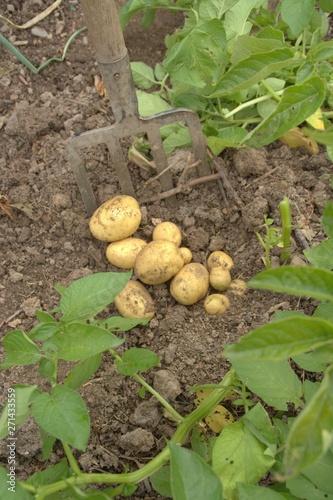 pomme de terre nouvelle ,culture et récolte dans le potager bio photo