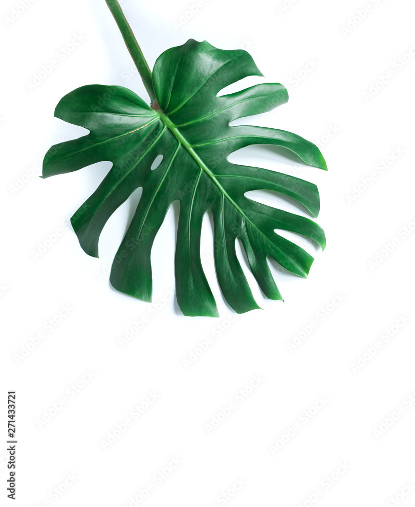 white tropical texture green leaf pattern background natural fresh monstera top view copy space white tropical texture green leaf pattern background natural fresh monstera top view copy space