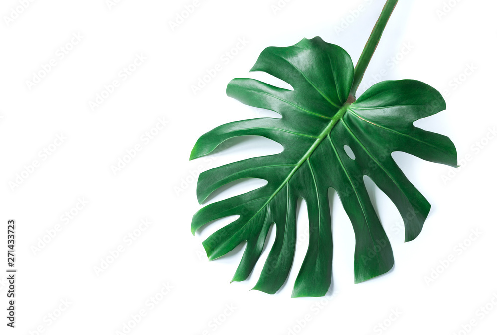 white tropical texture green leaf pattern background natural fresh monstera top view copy space