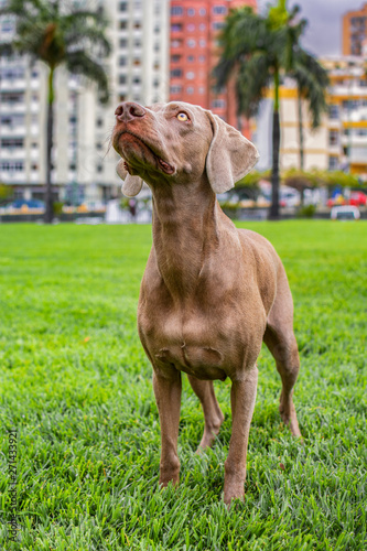 Portrait of Purebred Weimaraner standing dog, on the green lawn of the park, with the buildings of the city behind.