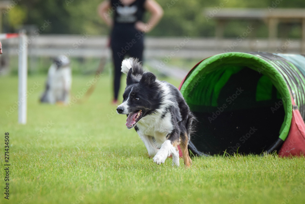 Dog Border collie in agility tunel. Amazing day on czech agility competition. They are middle expert it means A2. Dog Border collie in agility tunel. Amazing day on czech agility competition. They are middle expert it means A2.