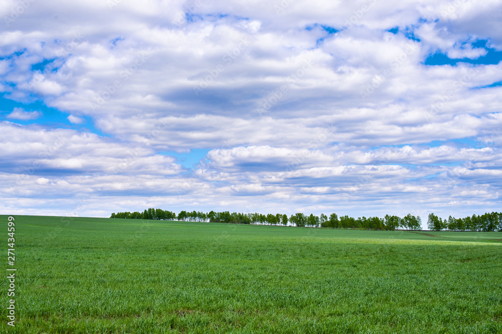 picturesque view of trees growing on green field with white fluffy clouds on blue sky at sunny day picturesque view of trees growing on green field with white fluffy clouds on blue sky at sunny day