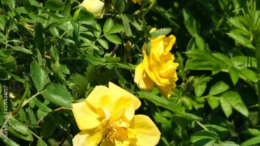 Yellow rose garden blooms sunny summer day video close-up macro with effects of zooming, moving the camera and slow motion Yellow rose garden blooms sunny summer day video close-up macro with effects of zooming, moving the camera and slow motion
