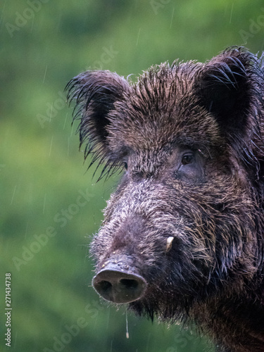 Canvas Print Close up of an isolated hairy wild bore in the forest during winter rain- Romani