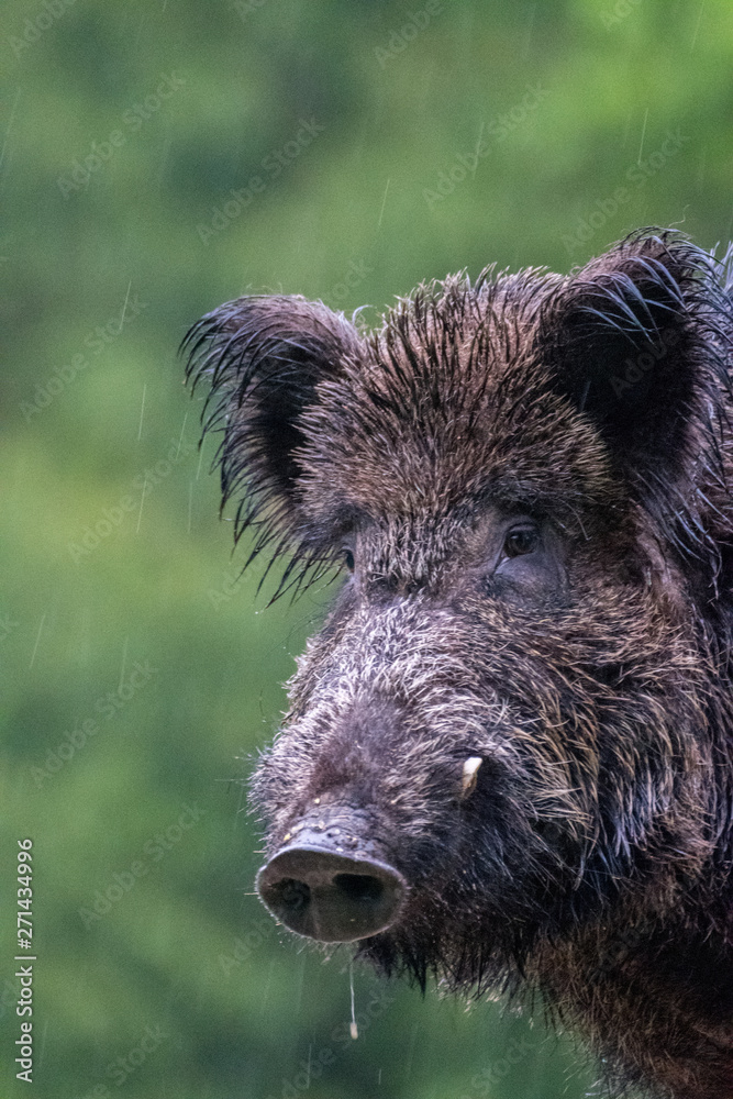Fototapeta premium Close up of an isolated hairy wild bore in the forest during winter rain- Romania 