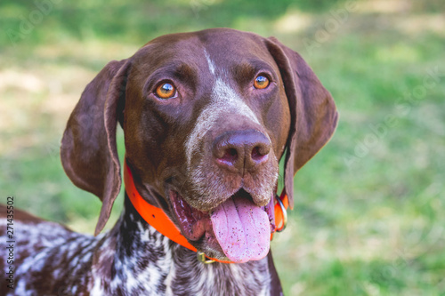 Dog of breed German Shorthaired Pointer. Portrait close-up_