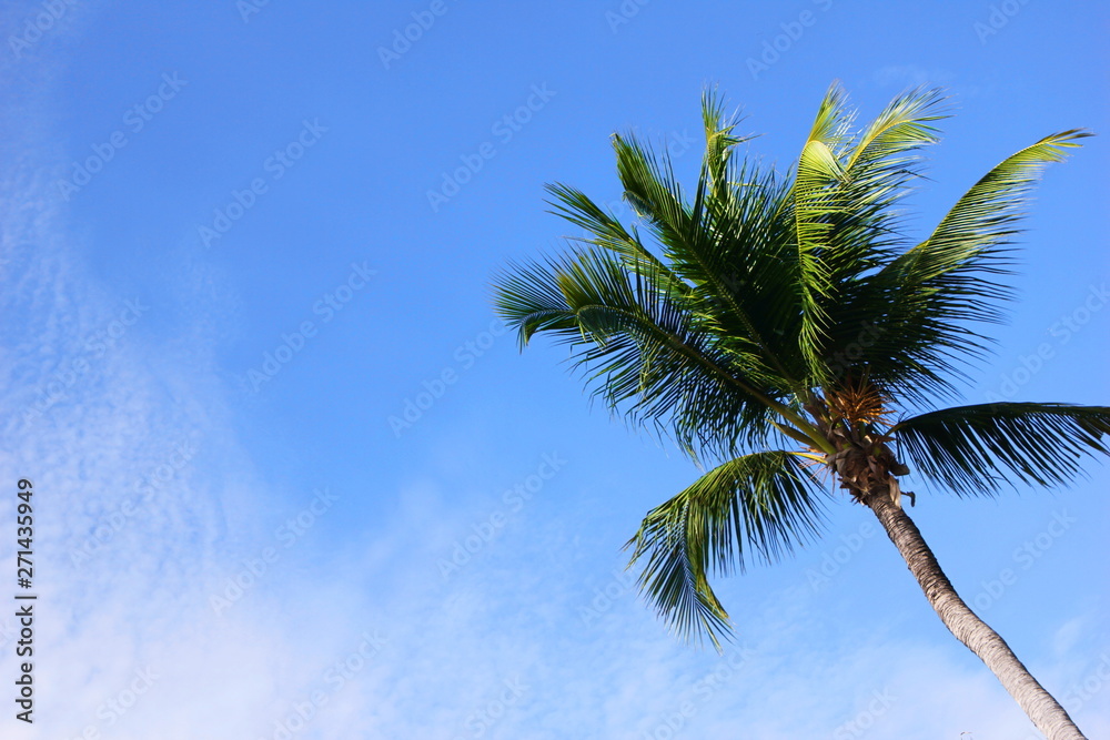 Green palm tree against the blue sky on a Sunny day. Summer holiday. Copy space.
