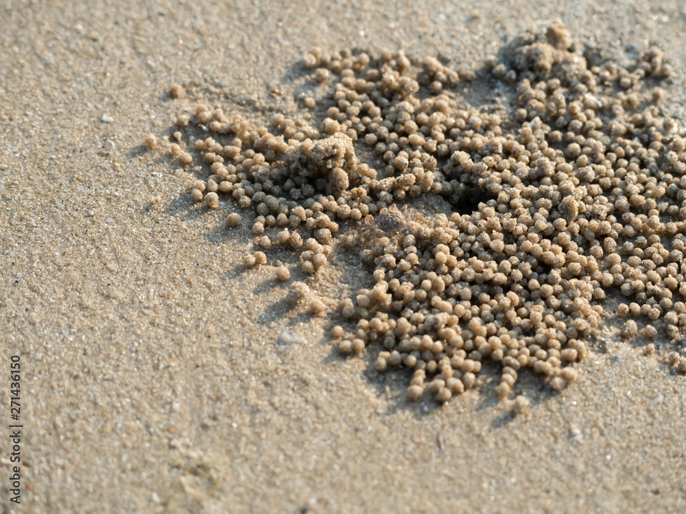 Wind crabs are coming out of the hole, which is their habitat on the beach. Wind crabs are coming out of the hole, which is their habitat on the beach.