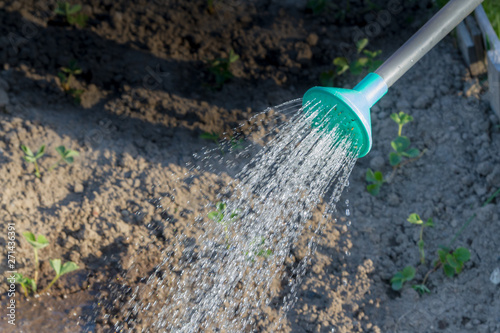 Watering beds in the garden with watering cans