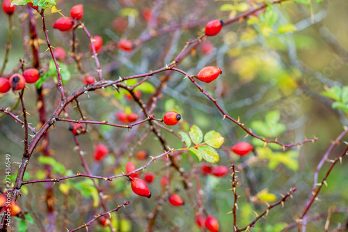 Red berries of hips on the bushes in the woods during maturation_