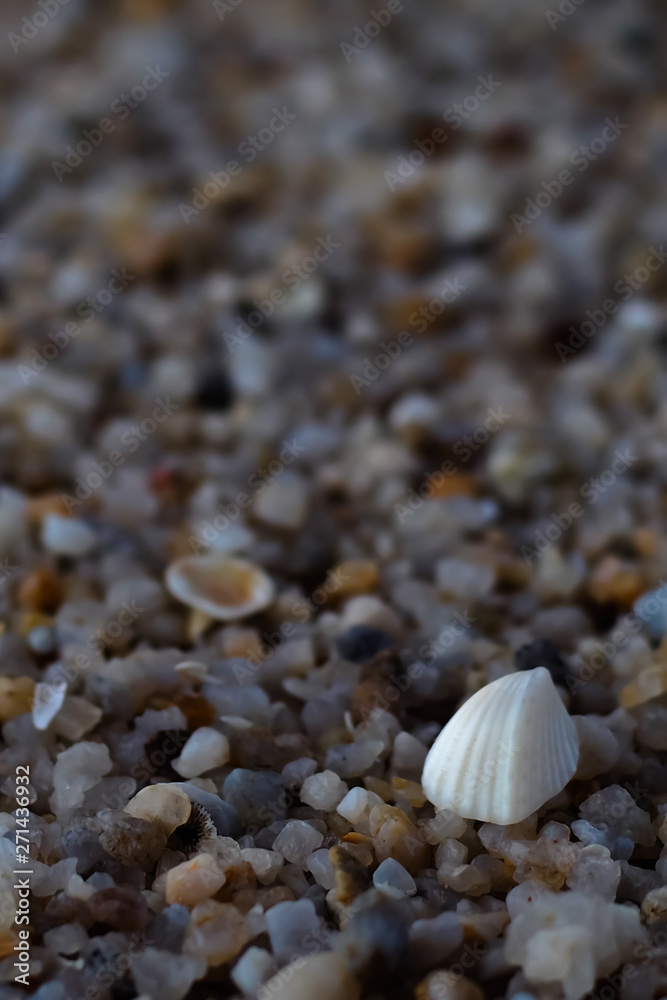 White shells were placed on the sand gravel background.