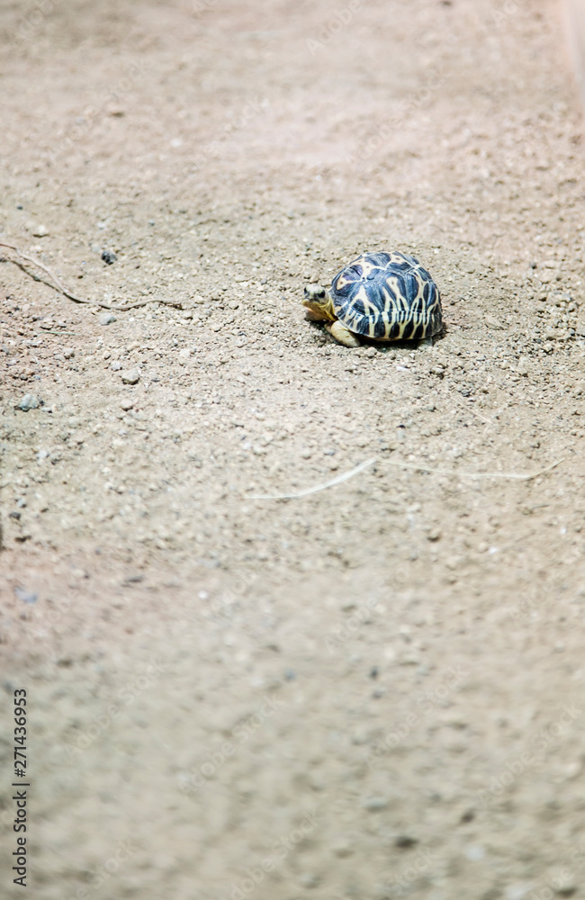angry baby turtle