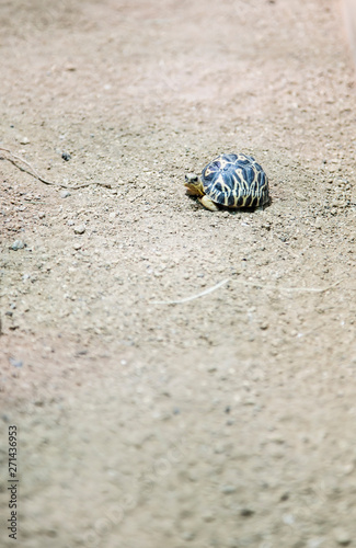 Obraz na płótnie angry baby turtle w salonie