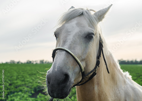 portrait of a beige horse on a background of green field and sky close up © Sofiia