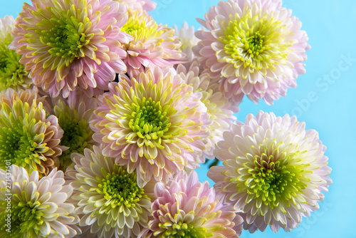 Chrysanthemum flowers over blue background.