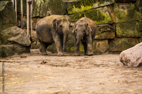 16.05.2019. Berlin, Germany. Zoo Tiagarden. The family of elephants walks across the territory and eat a grass.