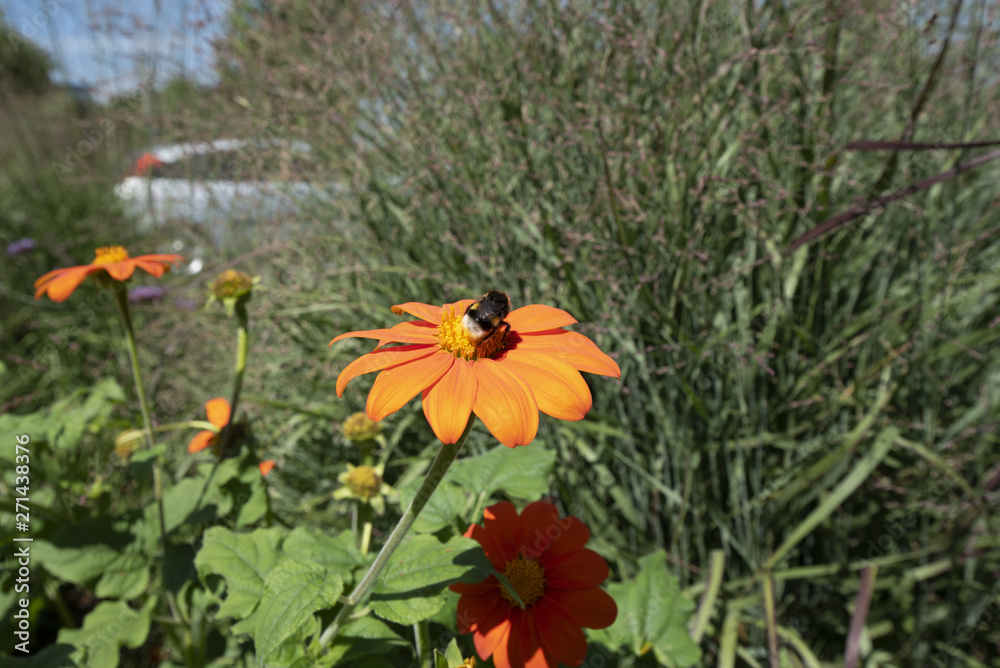 Obraz premium Blüten