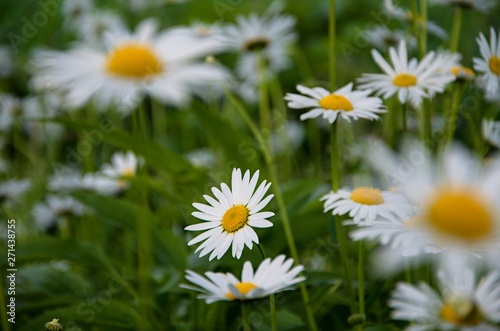 field of daisies