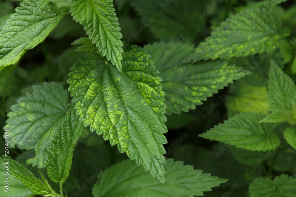 Urtica dioica, common nettle in springtime, alternative medicine, healthy herb Urtica dioica, common nettle in springtime, alternative medicine, healthy herb