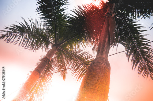 Tropical palm leaf, greenery