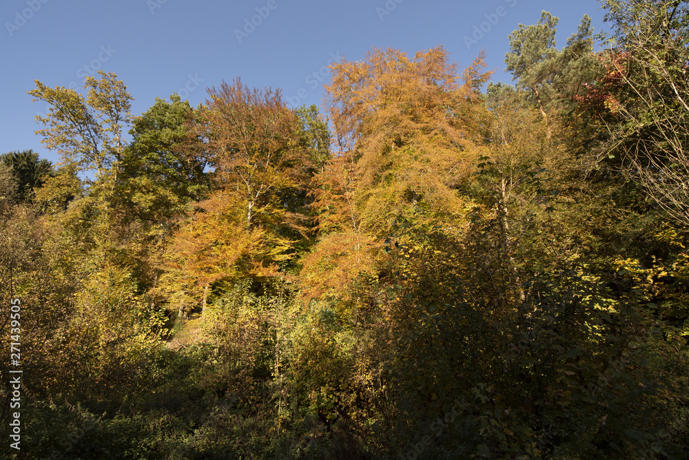 Pilze Pilze