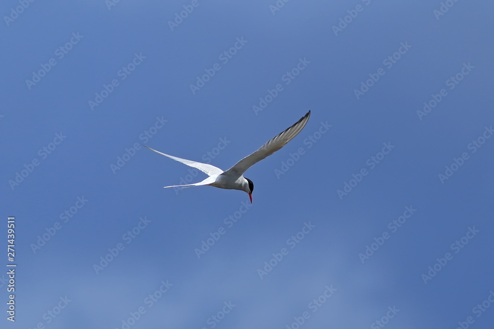 Sterna paradisaea. Arctic Tern in flight against the blue sky Sterna paradisaea. Arctic Tern in flight against the blue sky