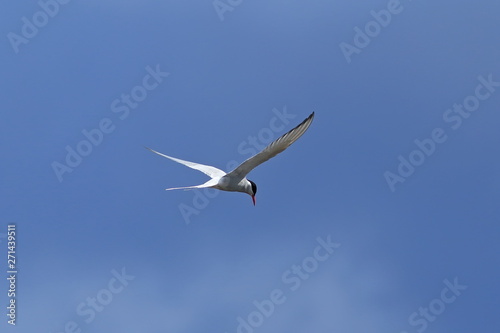 Sterna paradisaea. Arctic Tern in flight against the blue sky