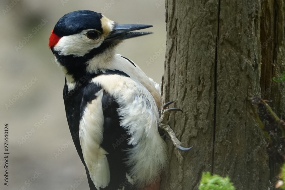 Woodpecker-01