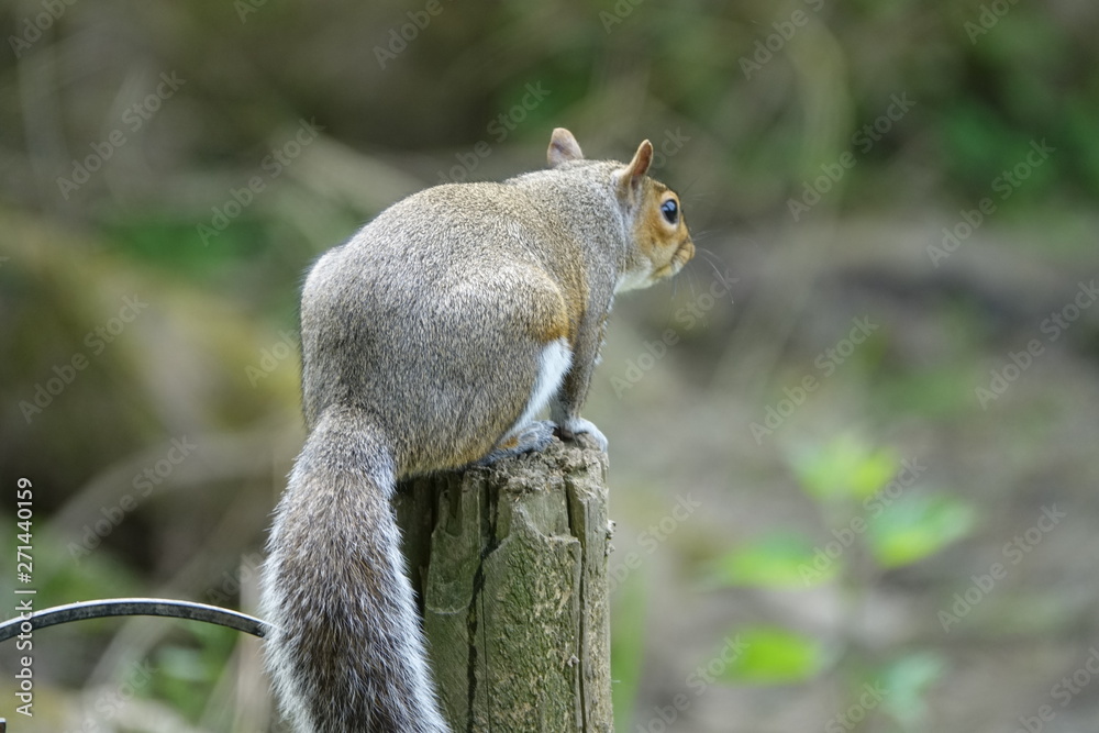 squirrel on tree