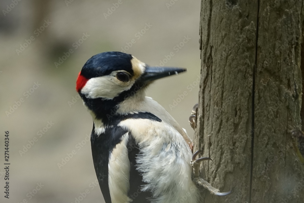 Woodpecker