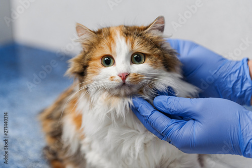 Examination of the cat on the table at the vet