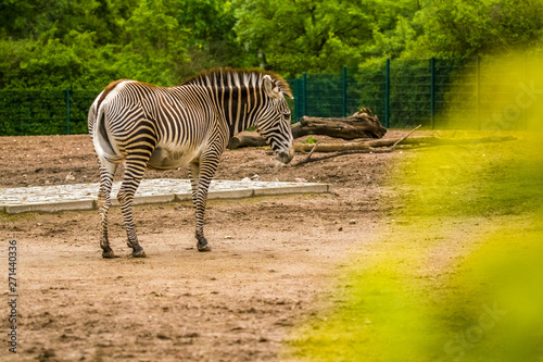 16.05.2019. Berlin  Germany. In the zoo Tiagarden the family of a zebra walks. Wild animals  horses. Eat a grass.