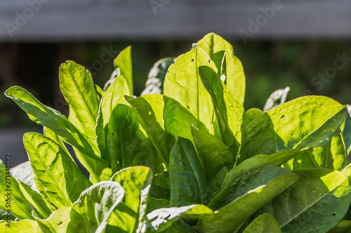 Green tops of young fresh green sour garden sorrel leaves with holes from black weevil beetles are growing on blurred background in a garden in summer