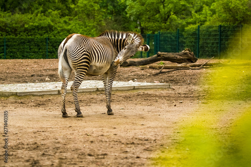 16.05.2019. Berlin  Germany. In the zoo Tiagarden the family of a zebra walks. Wild animals  horses. Eat a grass.